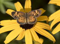 Perl Crescent on Rudbeckia